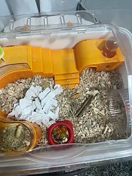 Snapshot of Im_sophiie chatting on 15, 2, 2026 Im sophiie online show from 15, 2, 2026