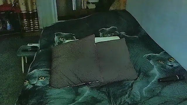 Snapshot of sex2 chatting on 10, 11, 2025 sex2 online show from 10, 11, 2025