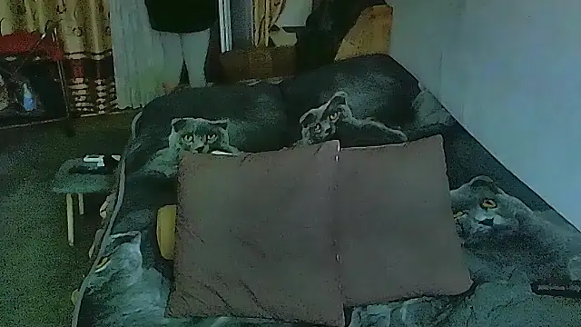 Snapshot of sex2 chatting on 12, 11, 2025 sex2 online show from 12, 11, 2025