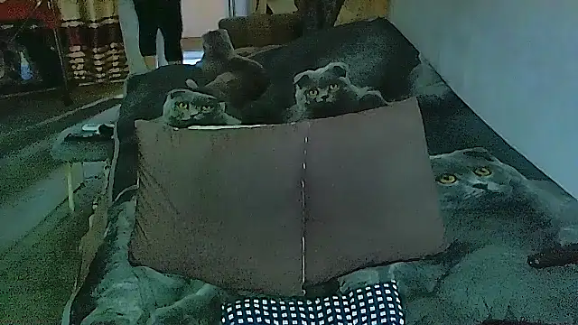 Snapshot of sex2 chatting on 14, 11, 2025 sex2 online show from 14, 11, 2025