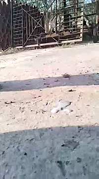 Snapshot of Pitercom chatting on 9, 3, 2025 Pitercom online show from 9, 3, 2025