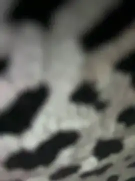 Snapshot of Sarita-candy chatting on 31, 1, 2025 Sarita-candy online show from 31, 1, 2025