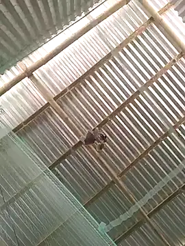 Gautambaro online show from 13, 2, 2026