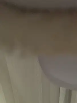 GHsveter online show from 31, 3, 2026