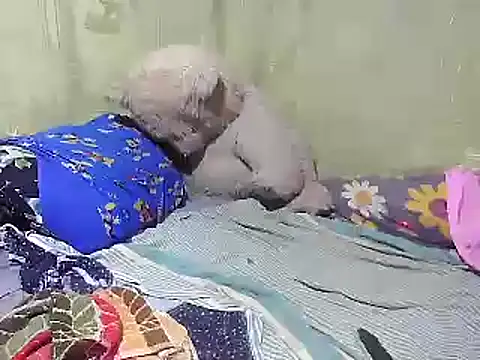 Snapshot of Alora-shine chatting on 18, 2, 2025 Alora-shine online show from 18, 2, 2025