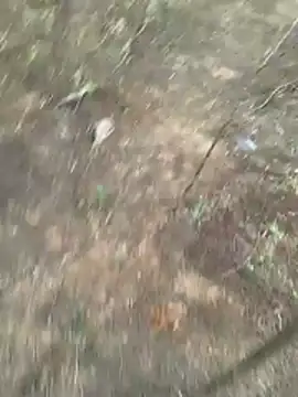 Gopal1243 online show from 27, 3, 2026