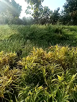 Desi Rider Aadi online show from 30, 12, 2024