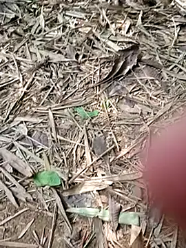 Snapshot of Blanco2023 chatting on 20, 2, 2025 Blanco2023 online show from 20, 2, 2025